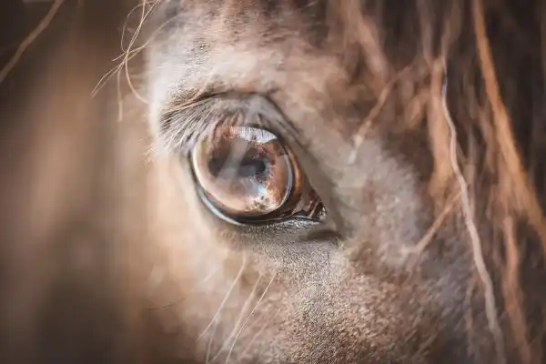 Nevis Equestrian Centre