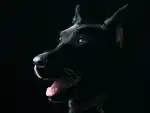 Nevis Animal Speak