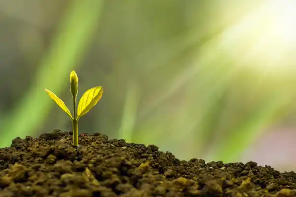 Nevis Investment Promotion Agency