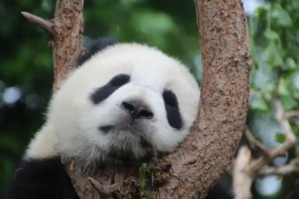 Panda Supermarket logo