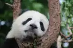 Panda Supermarket