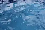 Island Pest & Pool Services