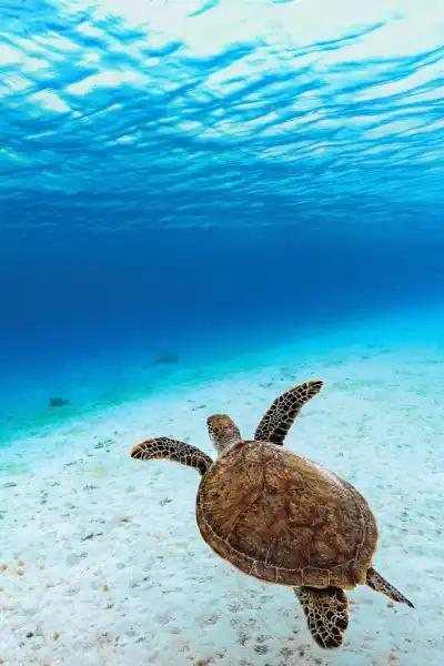 Marine Conservation Workshop