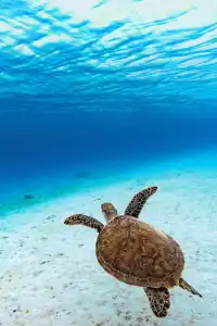 Marine Conservation Workshop