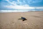 Turtle Time Beach Bar and Grill