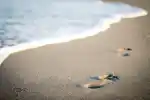 Sunshines Beach Bar & Grill